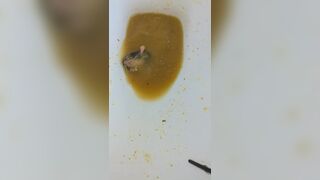 Insects swimming in the toilet, ScatKings.com Scat Porn 7 ScatKings.com Scat Porn